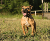 staffordshire-bull-terrier_1624269635744.png