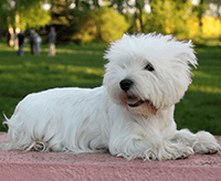 west-highland-white-terrier_1640010411381.png