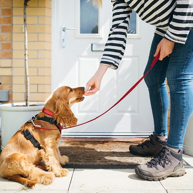 Szkolenie psa – jak zacząć?