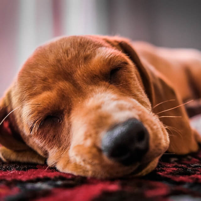 rudy pies śpiący na dywanie