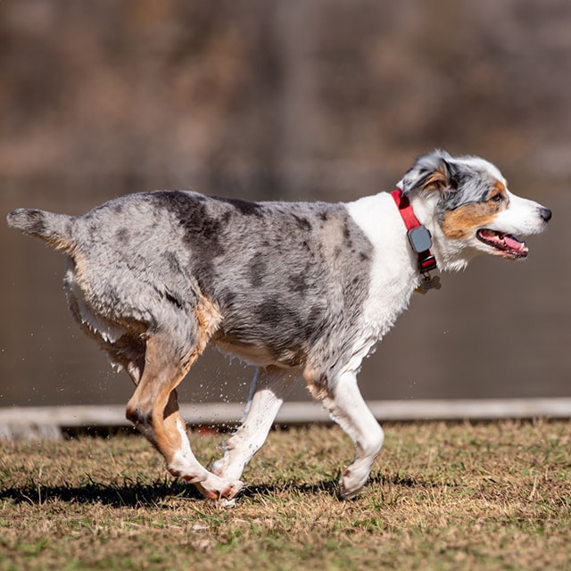 biało-szaro-brązowy pies biegnie przed siebie