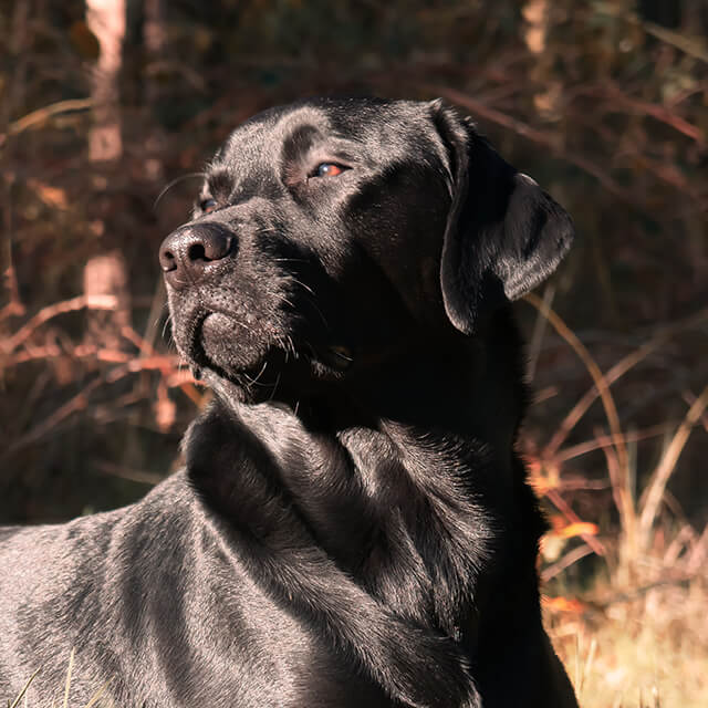 czarny labrador leży na trawie i patrzy w dal w stronę słońca